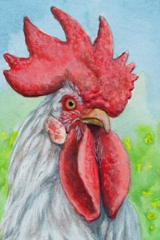 Rooster portrait / 21-0056